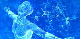 Le Modèle Humain Cristallin